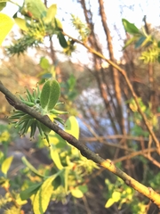 Salix cinerea