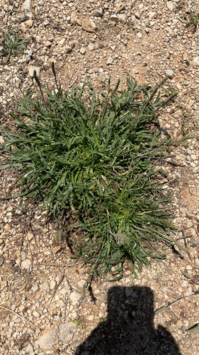 Plantago coronopus