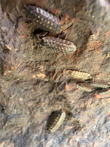 Brickwork Woodlouse