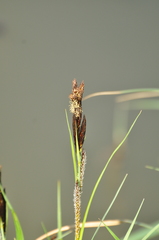 Carex riparia