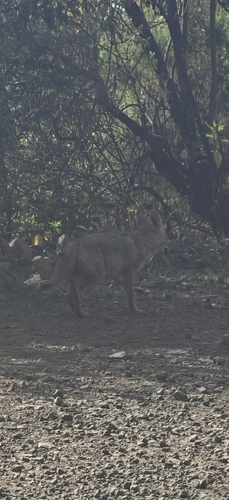 North African Wolf