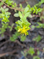 Sedum bulbiferum, photograph (c) plant 0302, some rights reserved (CC BY)