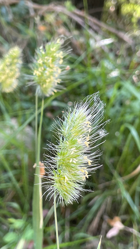 Cynosurus echinatus