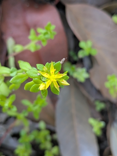 Sedum bulbiferum, photograph 4