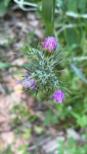 Carduus pycnocephalus