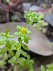 Sedum bulbiferum, photograph (c) plant 0302, some rights reserved (CC BY)