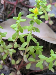 Sedum bulbiferum, photograph (c) plant 0302, some rights reserved (CC BY)