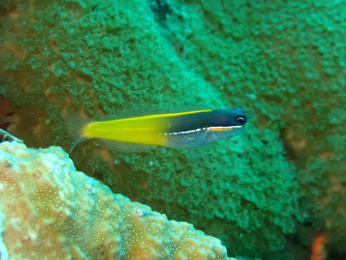 Tricolor coralblenny (Ecsenius tricolor) — Blenniidae — 3