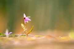 Erythronium dens-canis