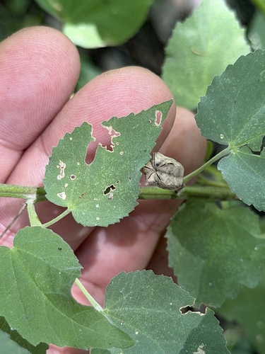Abutilon trisulcatum, photograph 3