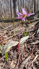 Erythronium dens-canis