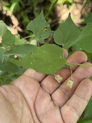 Abutilon trisulcatum, photograph 2