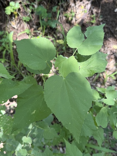 Abutilon trisulcatum