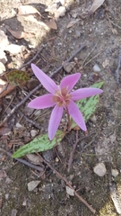 Erythronium dens-canis