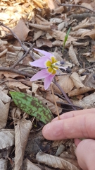 Erythronium dens-canis