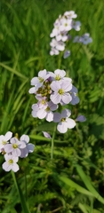Cardamine pratensis