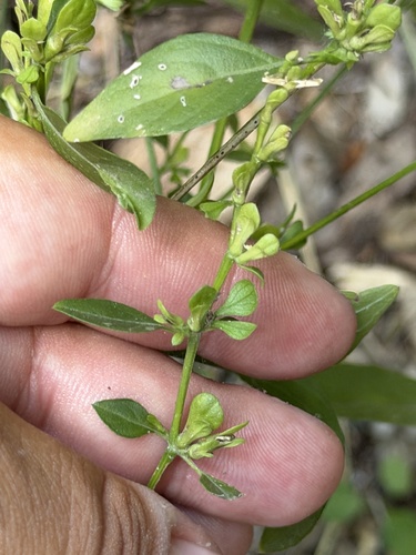 Dicliptera sexangularis, photograph 3