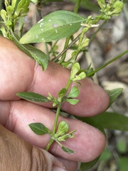 Dicliptera sexangularis, photograph (c) Ian McFaul, some rights reserved (CC BY)