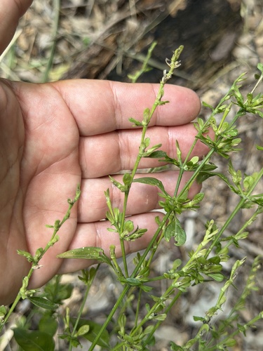 Dicliptera sexangularis, photograph 5