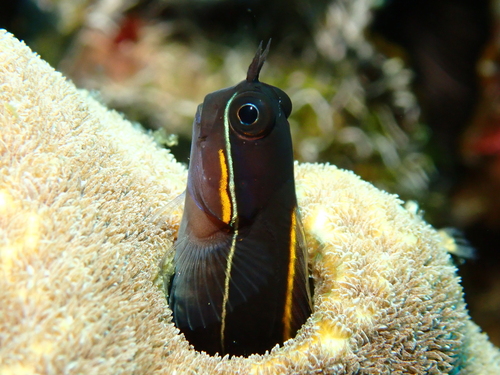 Tricolor coralblenny (Ecsenius tricolor) — Blenniidae — 4