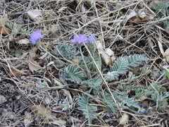 Gueldenstaedtia verna