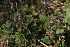 Euandrena