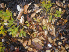 Arctostaphylos densiflora
