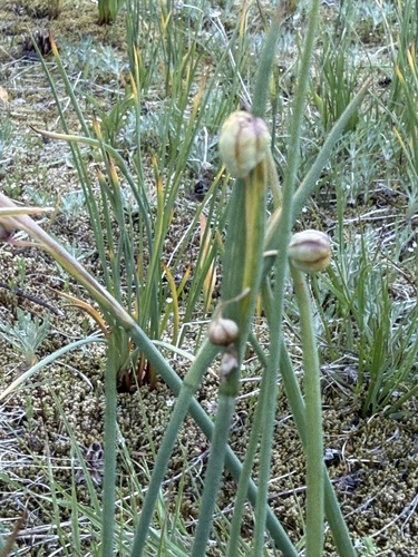 Olsynium douglasii observed 2026-05-22