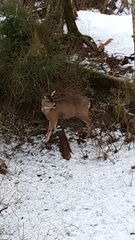 Odocoileus hemionus sitkensis