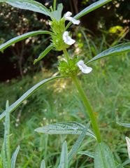 Leucas lavandulifolia