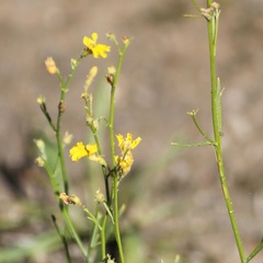 Goodenia macbarronii