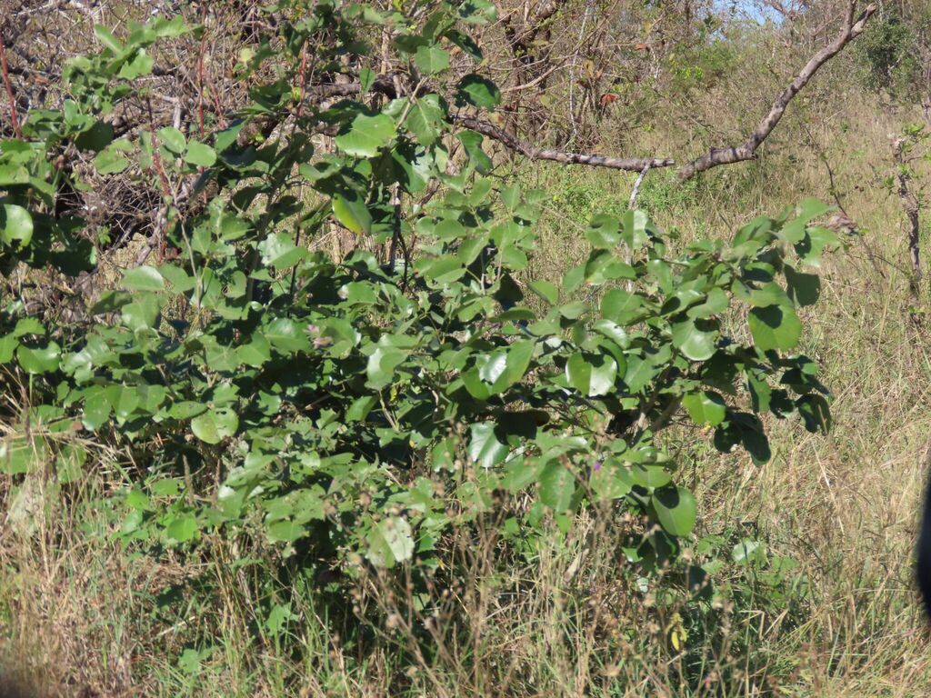 Pterocarpus rotundifolius; photograph author not stated, no rights reserved