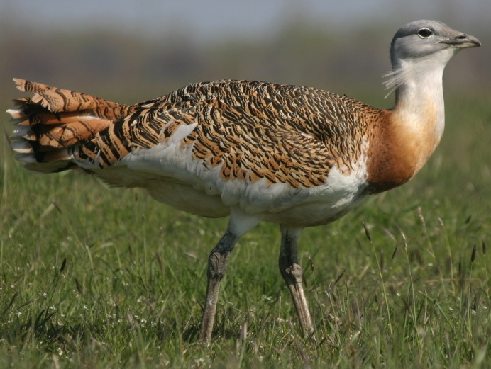 Western Great Bustard
