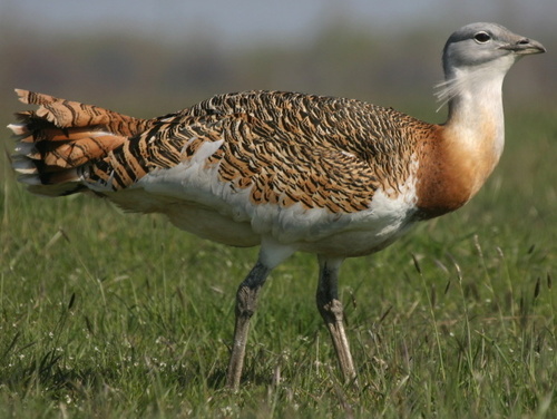 Western Great Bustard