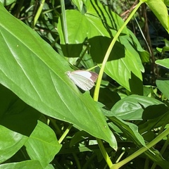 Elodina