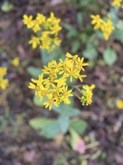 Senecio ampullaceus, photograph (c) Holly Bonorden Jentsch, some rights reserved (CC BY)