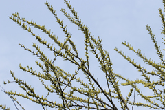 Hippophae rhamnoides