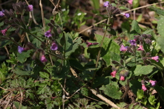 Euandrena