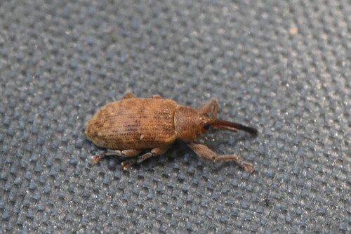 Dorytomus filirostris