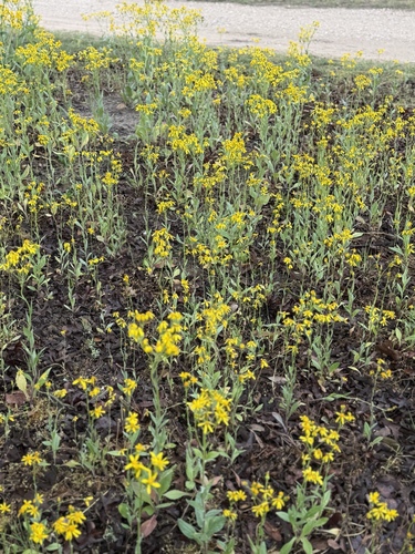 Senecio ampullaceus, photograph 3