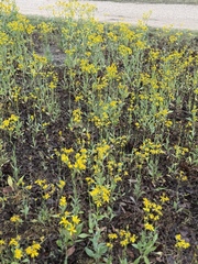 Senecio ampullaceus, photograph (c) Holly Bonorden Jentsch, some rights reserved (CC BY)