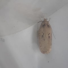 Agonopterix yeatiana