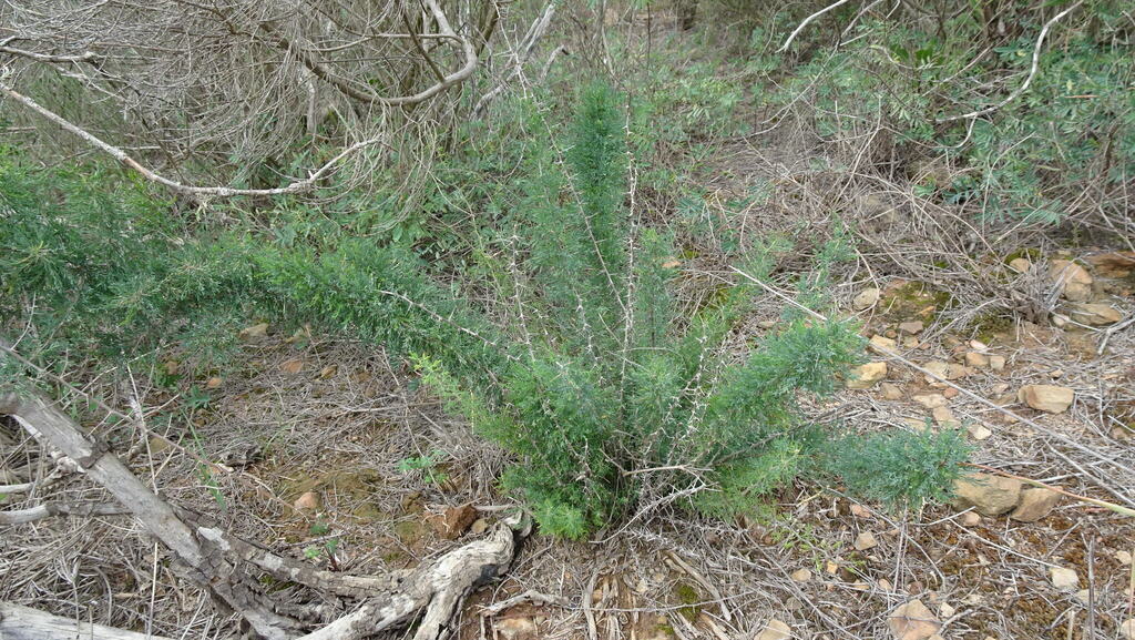Asparagus suaveolens; photograph (c) Paul Emms, some rights reserved (CC BY-SA)