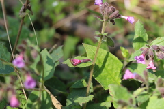 Euandrena