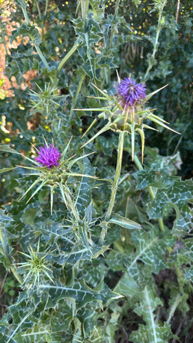 milk thistle