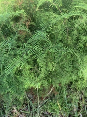Gleichenia microphylla