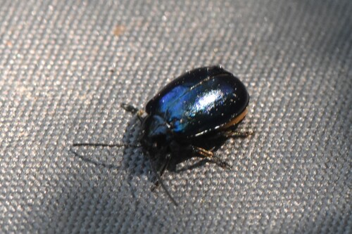 Alder Leaf Beetle