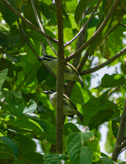 Pogoniulus bilineatus