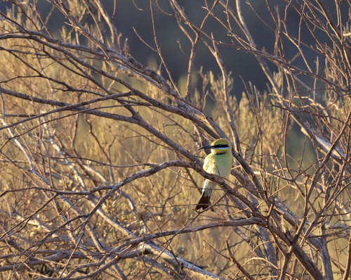 Rainbow Bee-eater