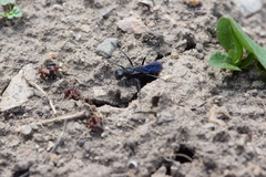 Sphecidae